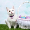 image:imageOutus 24 Sets of Cat Bells for Cat and Dog Collar Pendant Pet Bell Pet Pendant AccessoriesMixed Color