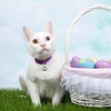 image:imageOutus 24 Sets of Cat Bells for Cat and Dog Collar Pendant Pet Bell Pet Pendant AccessoriesSilver