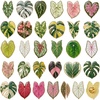 Leaves