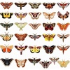 Moth